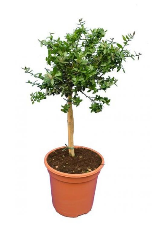 Microcitrus australasica