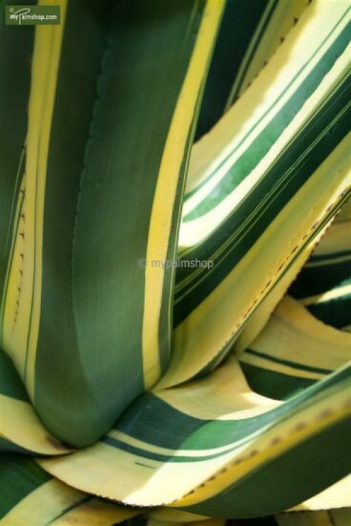 Agave americana Mediopicta