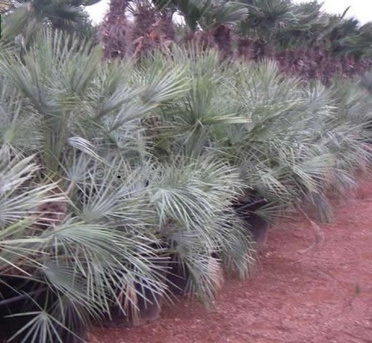 1895-chamaerops humilis cerifera wv 1895 k-min