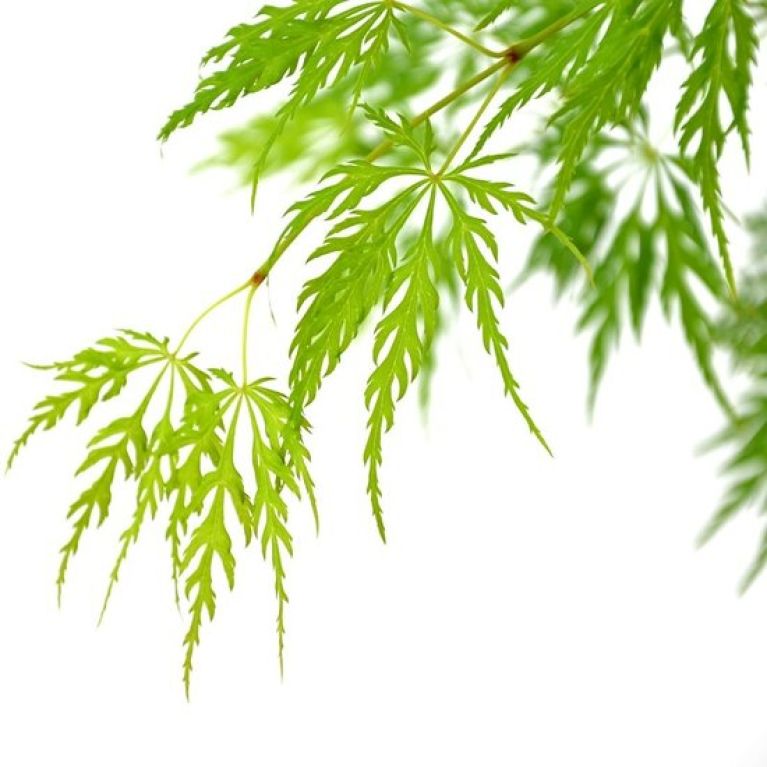 Acer palmatum Dissectum