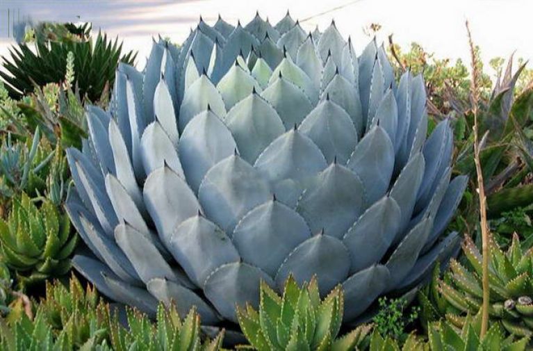 Agave parryi var truncata