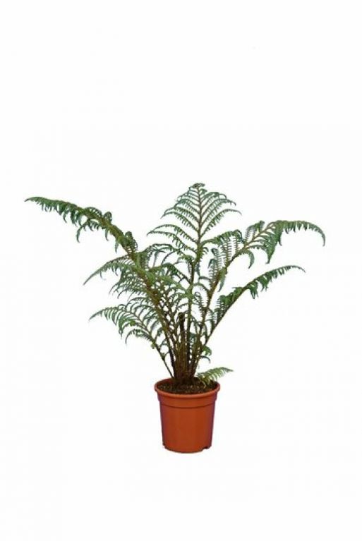 Philodendron Plowmanii