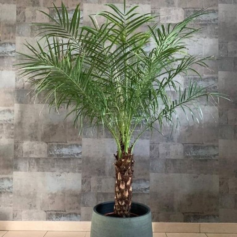 Philodendron Brandtianum