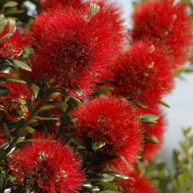Metrosideros excelsa