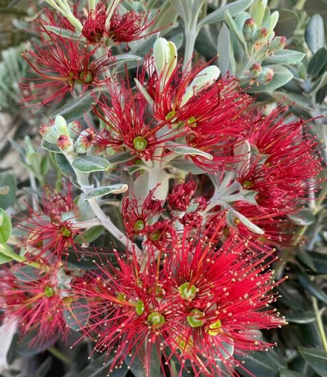 Metrosideros excelsa