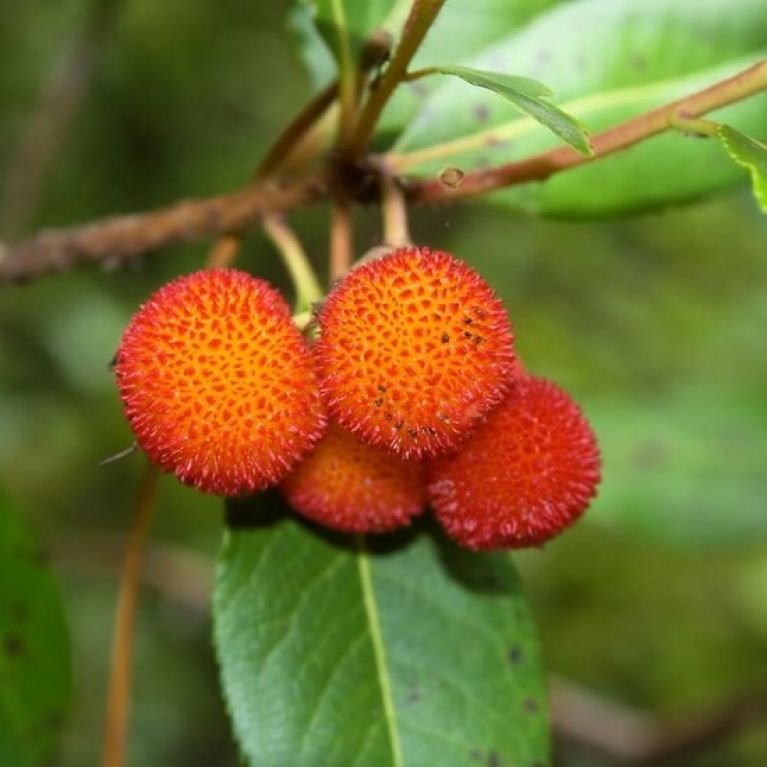 Arbutus unedo