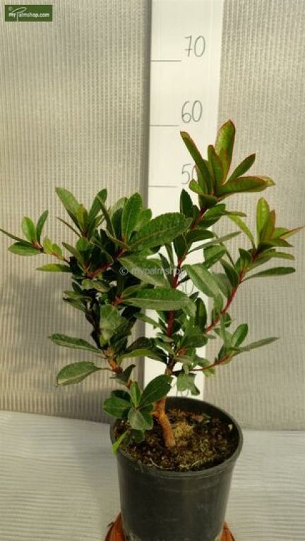 Arbutus unedo
