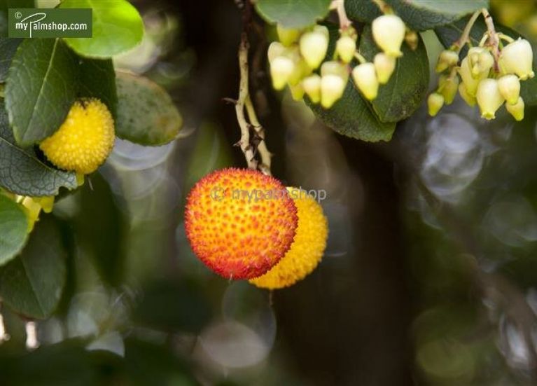 Arbutus unedo