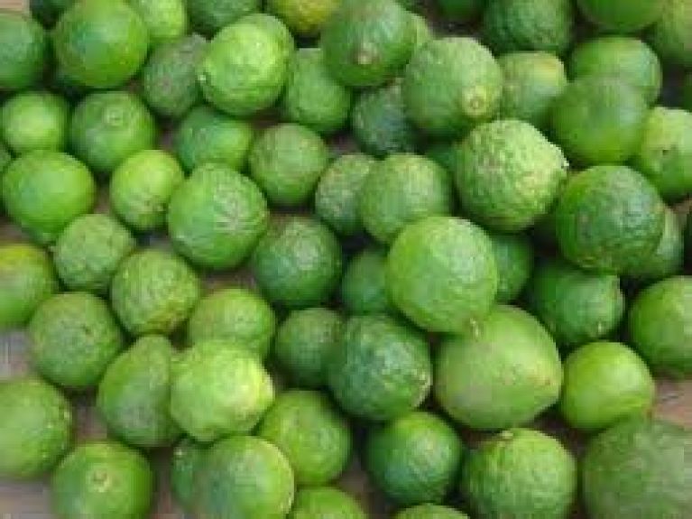 Epipremnum Pinnatum Global Green