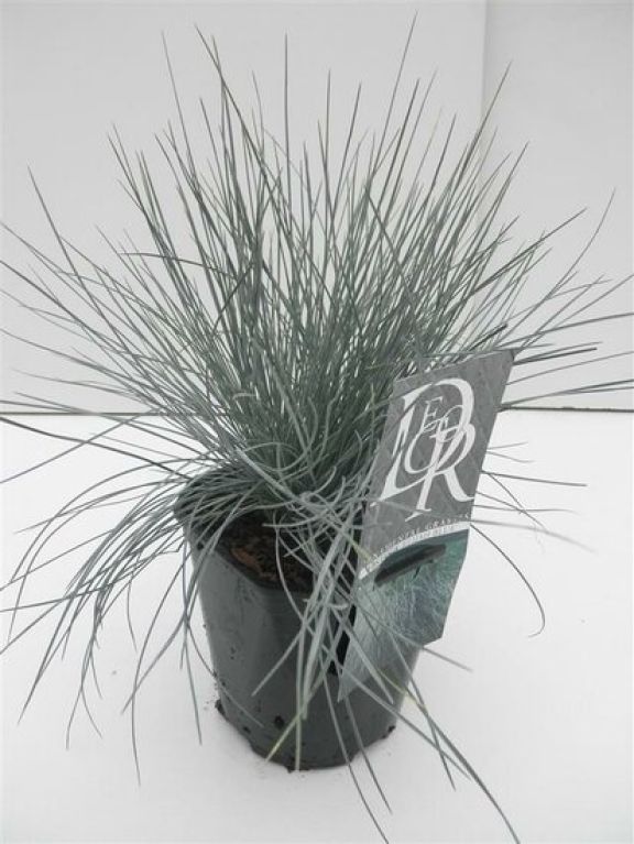 Festuca glauca Elijah Blue - set de 3
