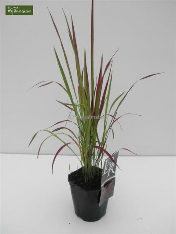 Imperata cylindrica Red Baron - set de 3