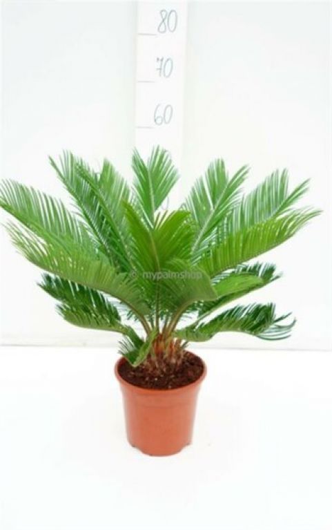 Syngonium Red Spot blad