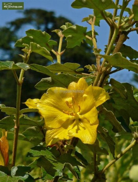 Epipremnum Pinnatum Global Green