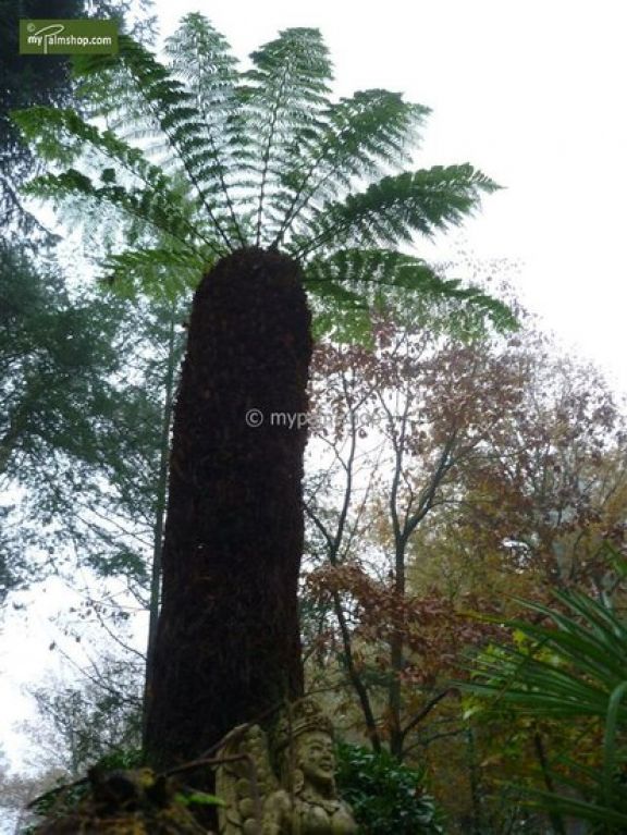 Epipremnum Pinnatum Global Green