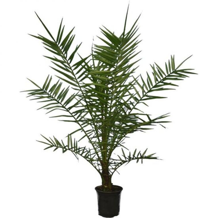 Scindapsus Treubii Dark plant