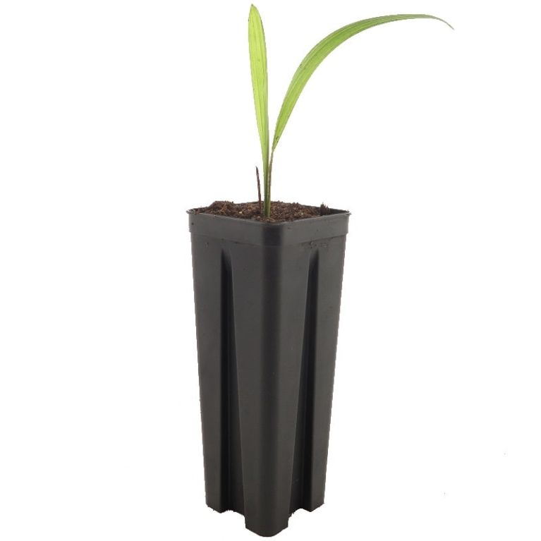 5602 - trachycarpus tesan-min-e-min