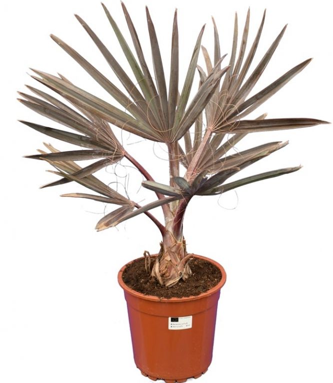 7659 - bismarckia nobilis 24 100-120 k-min