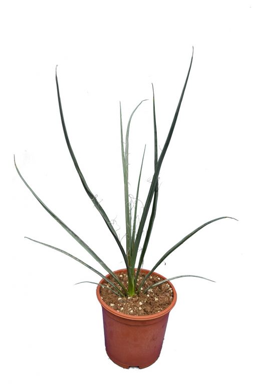 8267 - hesperaloe r rubra-min