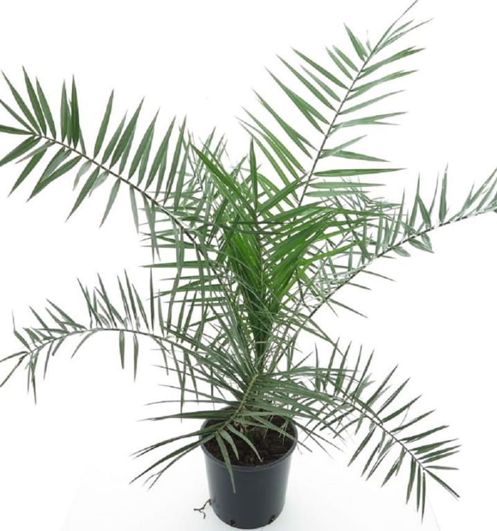 8780 - phoenix canariensis k-min