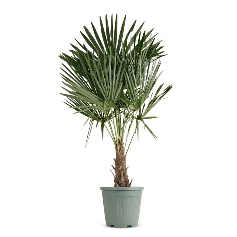 Trachycarpus Fortunei (stam 20-30)