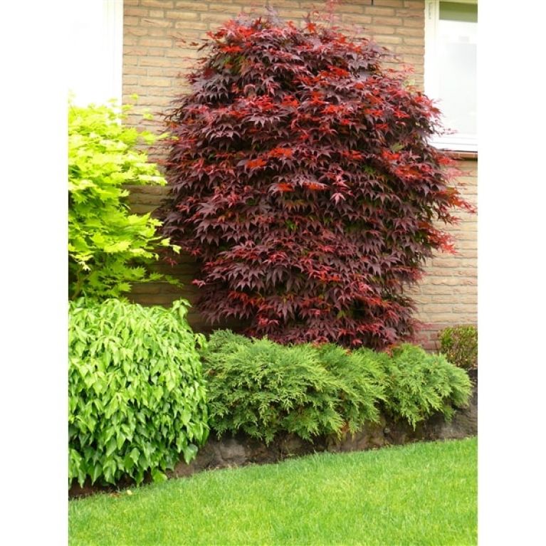 Acer atropurpureum struik huis-min