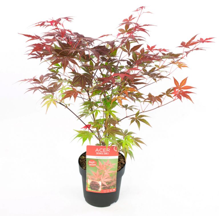 Acer palm