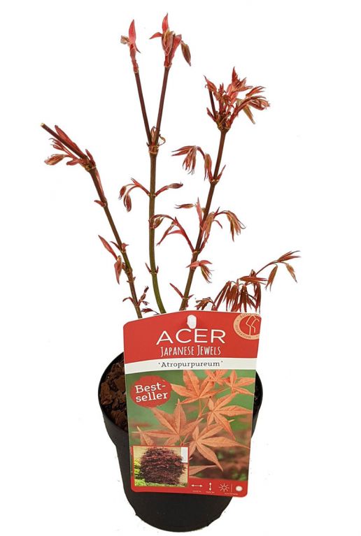 Acer palmatum atropurpureum p15 plant