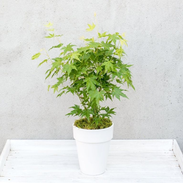 Acer palmatum going green 3