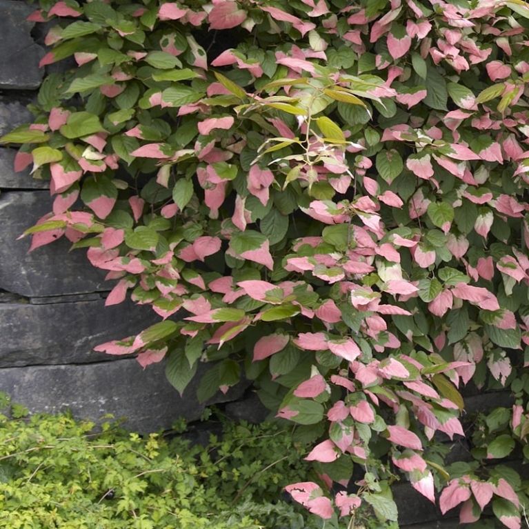 Actinidia kolomikta 001 k-min 1