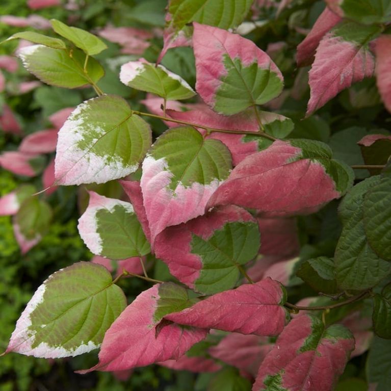 Actinidia kolomikta 002 kk-min 1