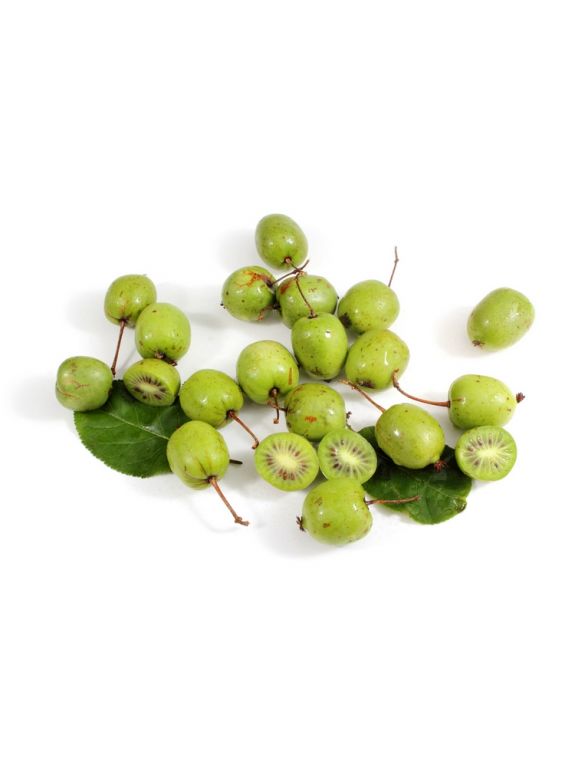 Actinidia kolomikta 2 k1
