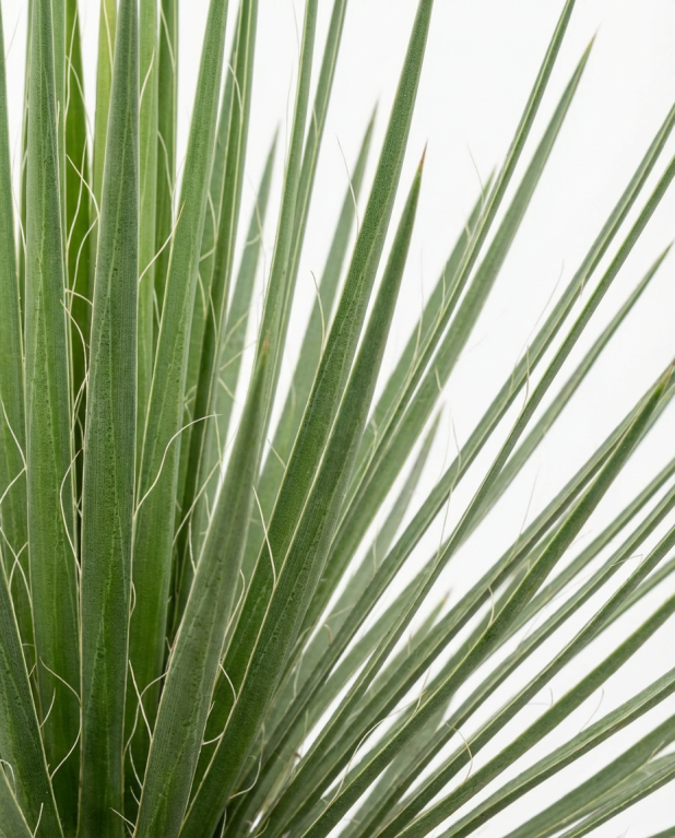 Agave geminiflora p20-02