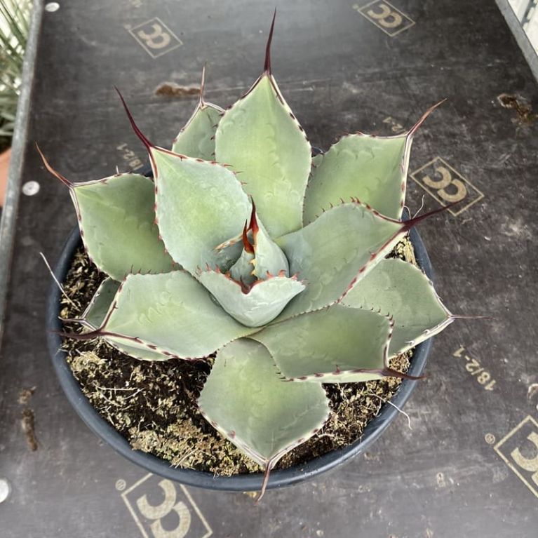 Agave parryi var