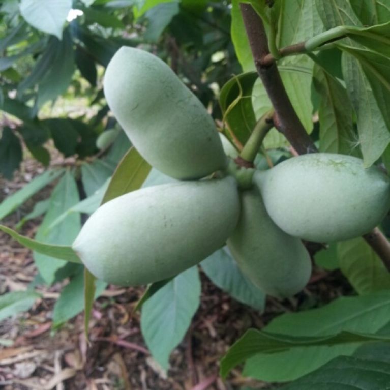 Asimina-tribolaamerican-pawpaw-mc1-k