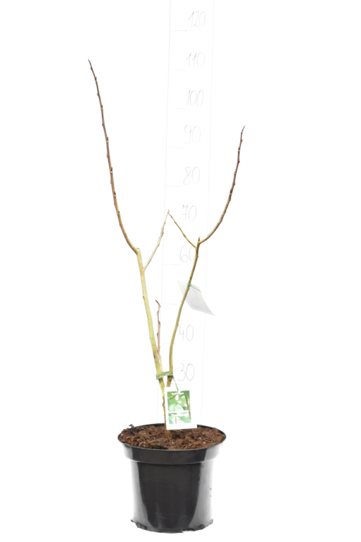 Asimina overleese small trunk 100 mt groot