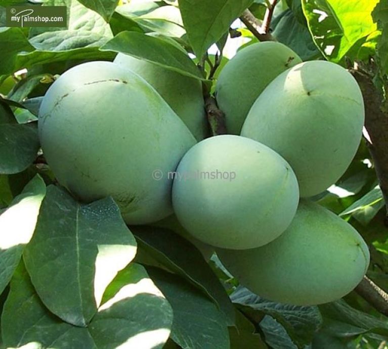 Asimina triloba overleese - pawpaw wp 1