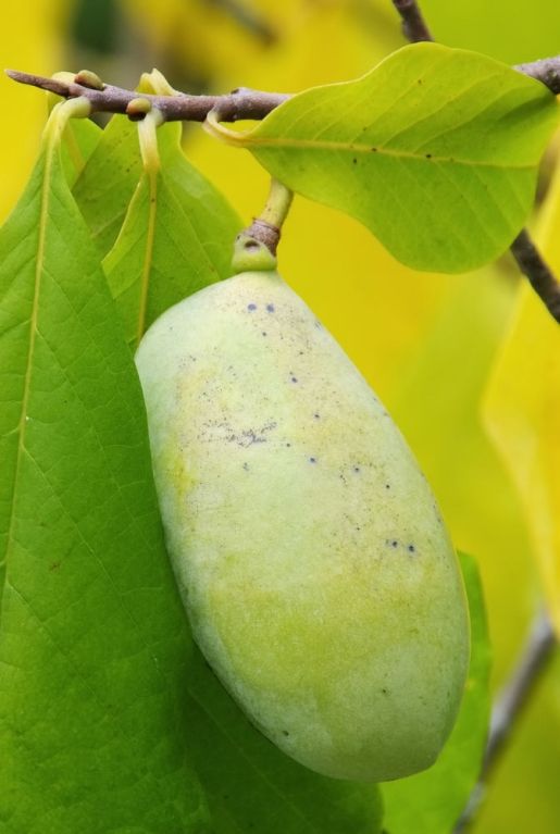 Asimina triloba pawpaw1 k-min 1