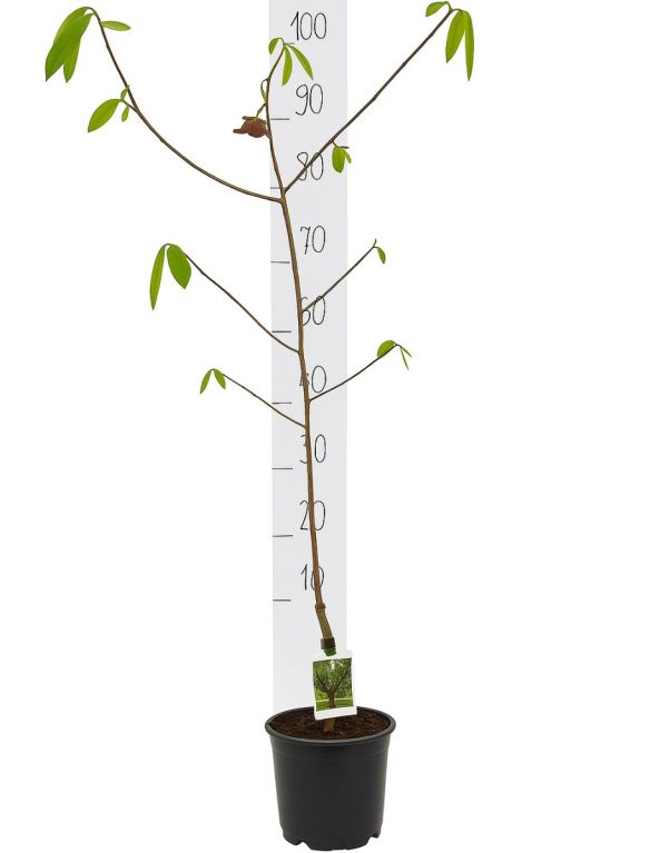 Asimina triloba white background 2