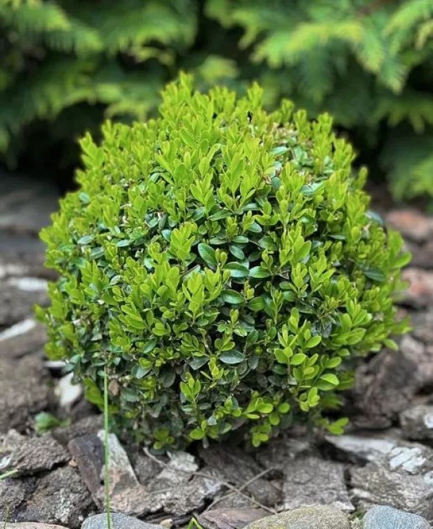 Buxus ball jpeg