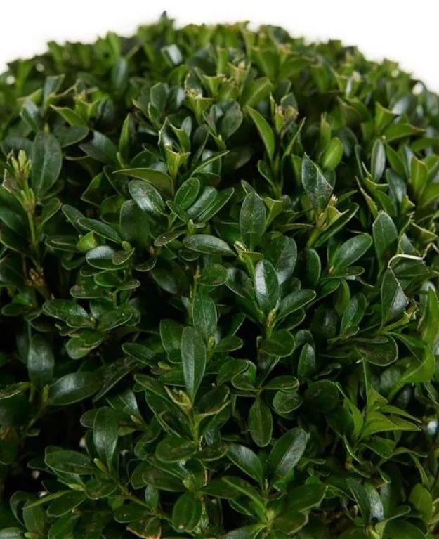 Buxus ball leaves jpeg