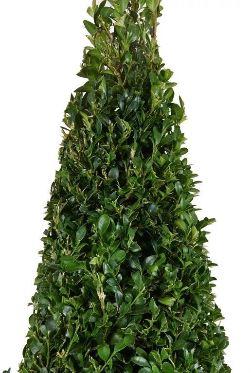 Buxus pyramid closeup p21