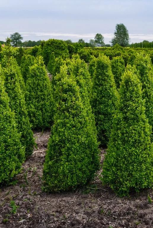 Buxus sempervirens pyramid