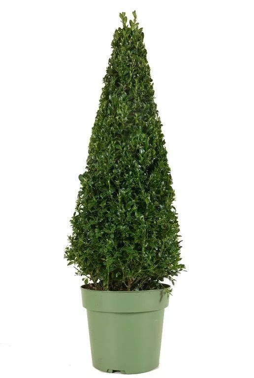 Buxus sempervirens pyramid p21 1