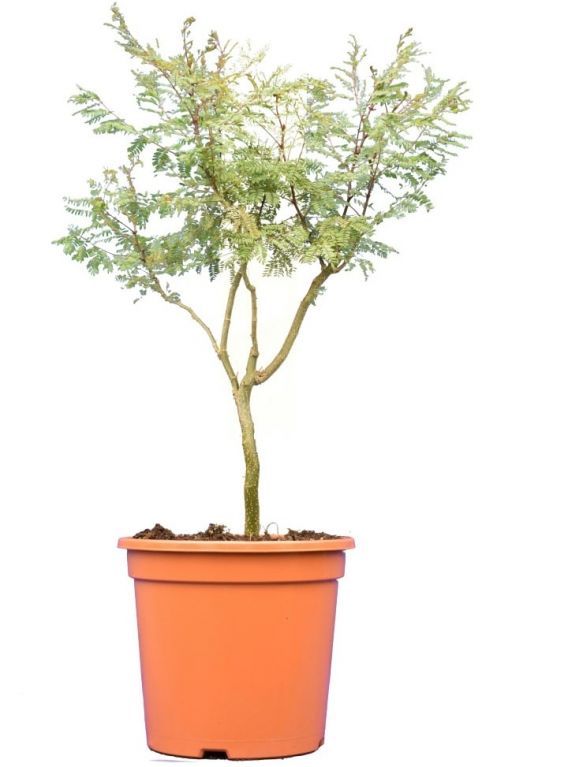 Caesalpinia gilliesii 70-90 25 groot k-min