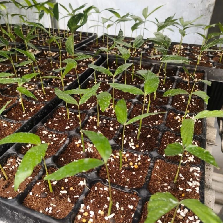 Caryota mitis variegata tray 28-min