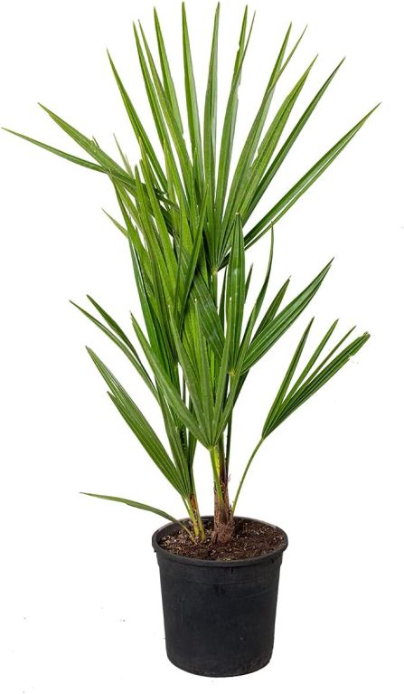 Chamaerops humilis p15 1