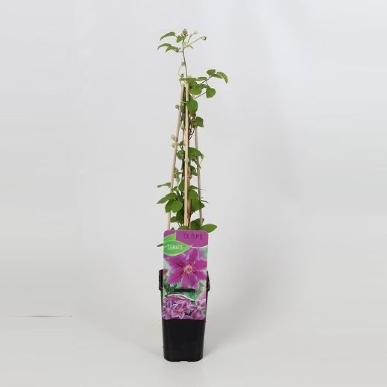 Clematis dr ruppel 1