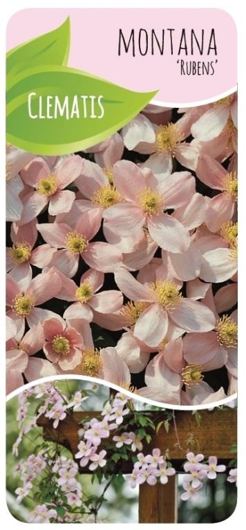Clematis montana rubens label