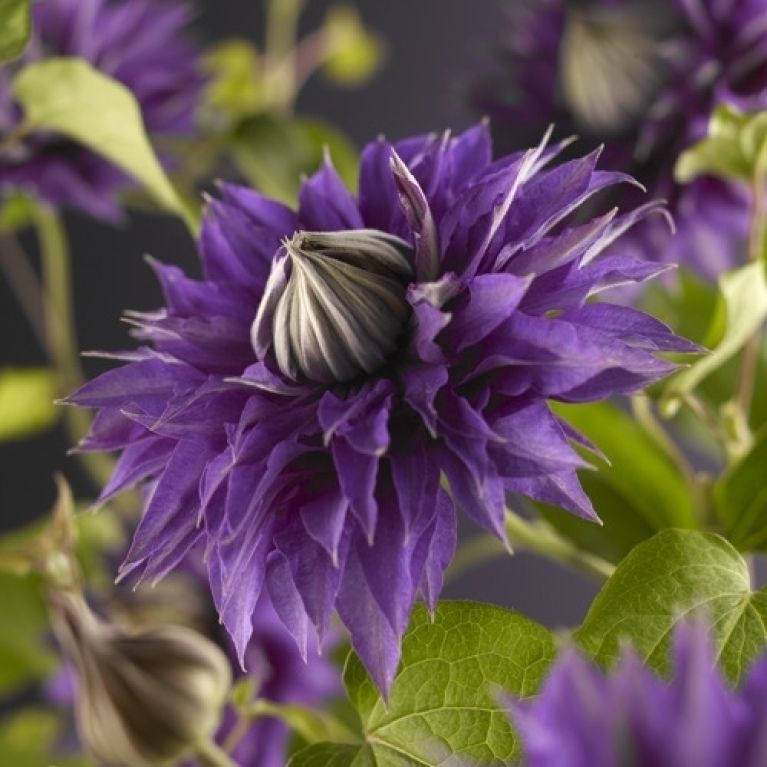 Clematis multi blue flower