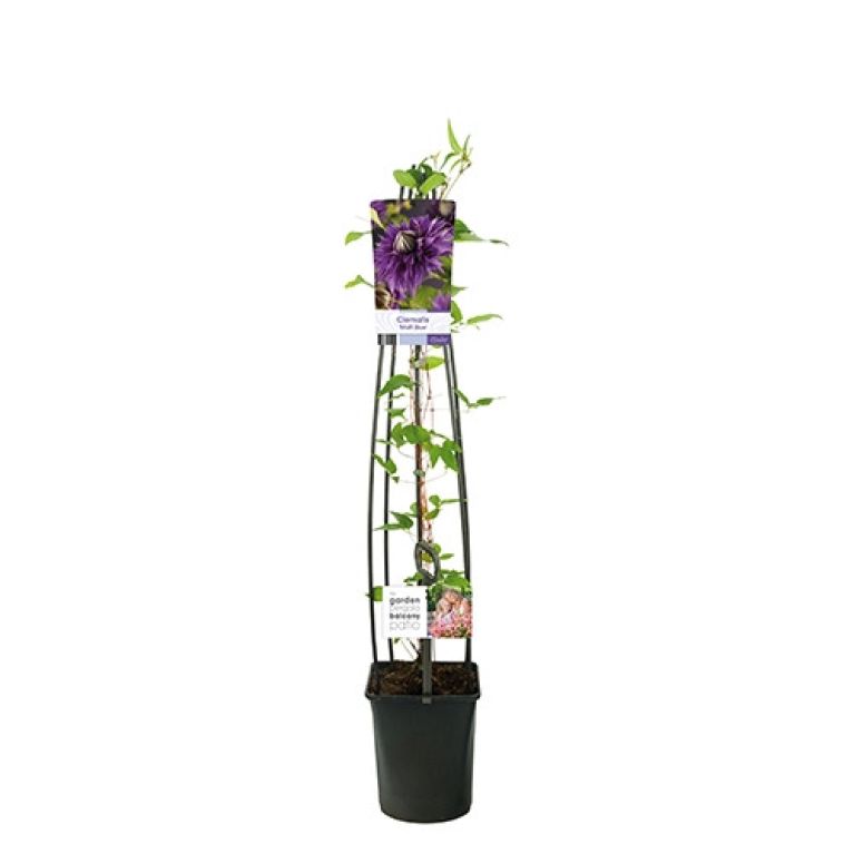 Clematis multi blue product